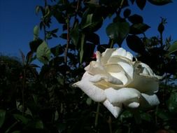 white rose flower on a green bush