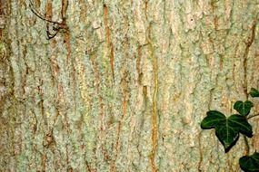 bark of a huge old tree