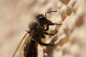 insect macro photo