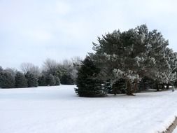 fluffy trees in a snowy forest