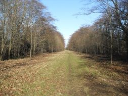 Path for a walk in the woods near the trees