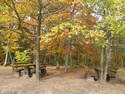 resting place in autumnal forest