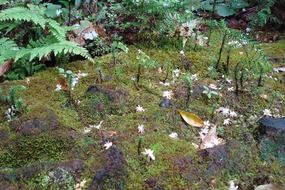 Beautiful green forest with a lot of the plants