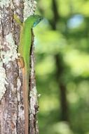 green lizard on tree