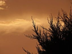 Branches and sunset sky