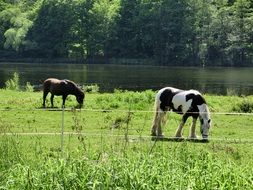 horses in nature