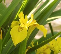 magical yellow iris flower