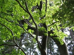 tree with green leaves and a curved trunk in the forest