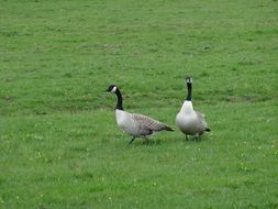 geese in green meadow