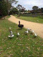 Beautiful black swan and white seagulls on the grass with leaves