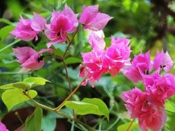 nice bright purple flower bougainvillea