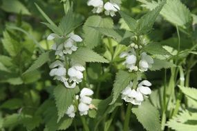 Flowers of stinging nettle