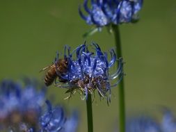 bee on the bloomed flower