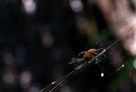 spider on a web in the garden