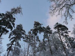 trees forest top sky snowy winter