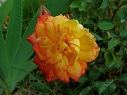 Flowering plants with a yellow flower