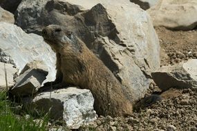 marmot in mountains