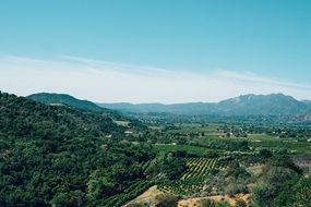 green vineyards on a mountain in California