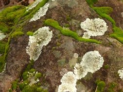 lichen on a ground