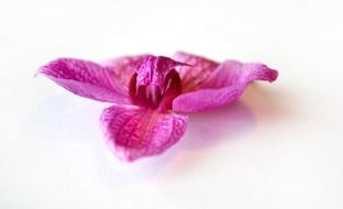 pink orchid bud on white background