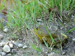 Bullfrog in the grass