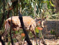 Beautiful and colorful deer among the colorful plants in the wild forest in the summer