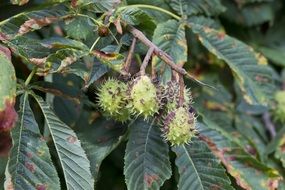 chestnut fruit on a branch close-up on blurred background