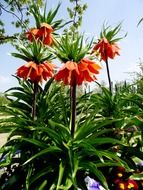 imperial flower f