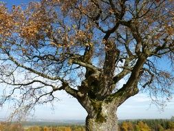 tree autumn mood