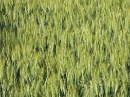 extraordinary beauty cornfield spring field