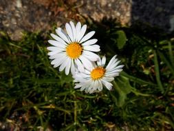 Spring daisies