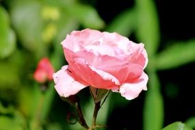 pink rose flower in spring garden