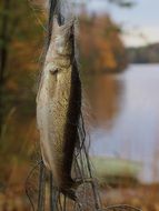 pike perch fish in nature