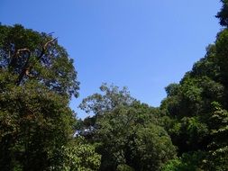 tropical trees tops at blue sky, india, western ghats