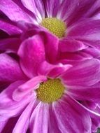 incomparable purple flower