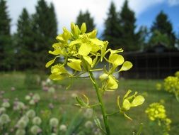 bright yellow rapeseed flower on the field