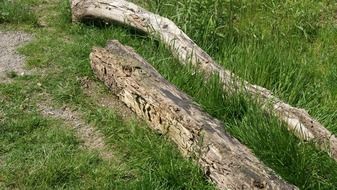 two rotten logs on grass