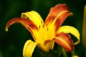 lily with orange and yellow petals