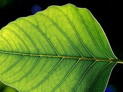 natural green leaf closeup