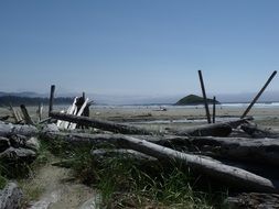 snags on the sea coast