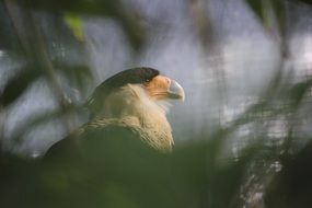 eagle behind green leaves