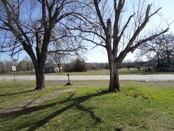 two bare trees at road