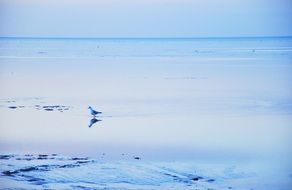 peaceful blue seascape with lonely bird