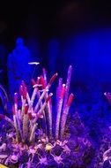 colorful marine coral landscaping