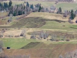 mountainside with trees