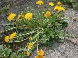 dandelion flower at the roadside