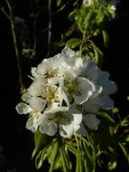 garden cherry blossom