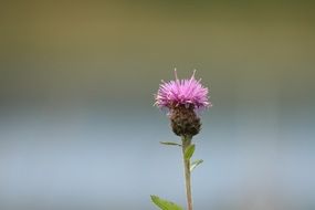 purple sow thistle flower, macro