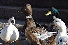 Colorful wild ducks