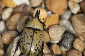 beetle outdoor nature close-up on blurred background